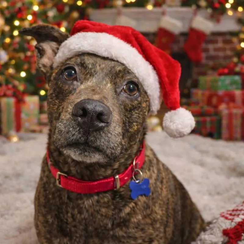 Big Booty Judy thumbnail 3