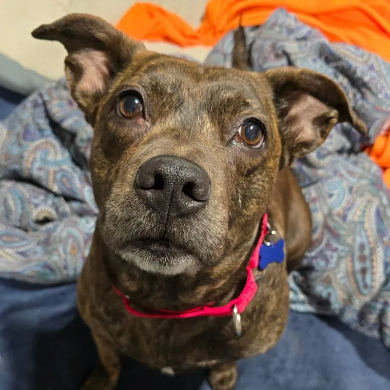 Big Booty Judy thumbnail 4