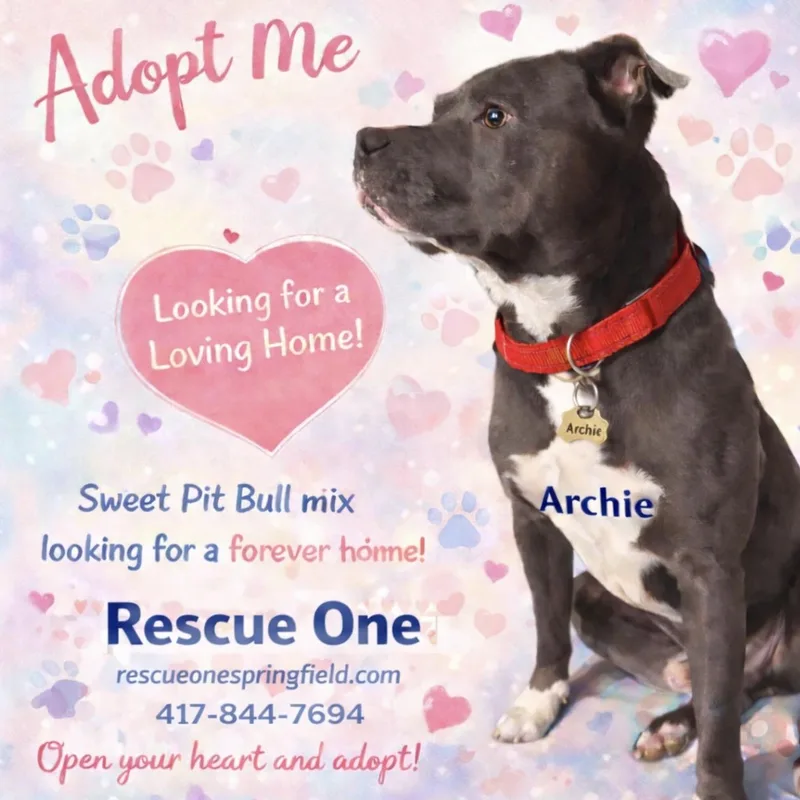 An adult medium-sized male Black Pit Bull Terrier dog named Archie for adoption in Springfield, MO