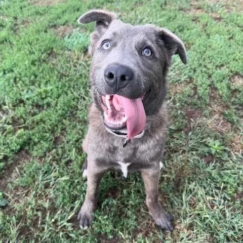 A young medium-sized male Gray / Blue / Silver Mixed Breed dog named Arthur for adoption in Buffalo, MN