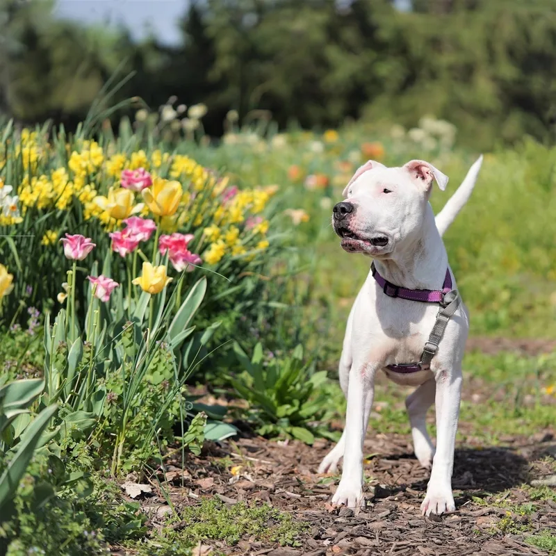 An adult medium-sized female White / Cream Boxer dog named Astra for adoption in Springfield, MO