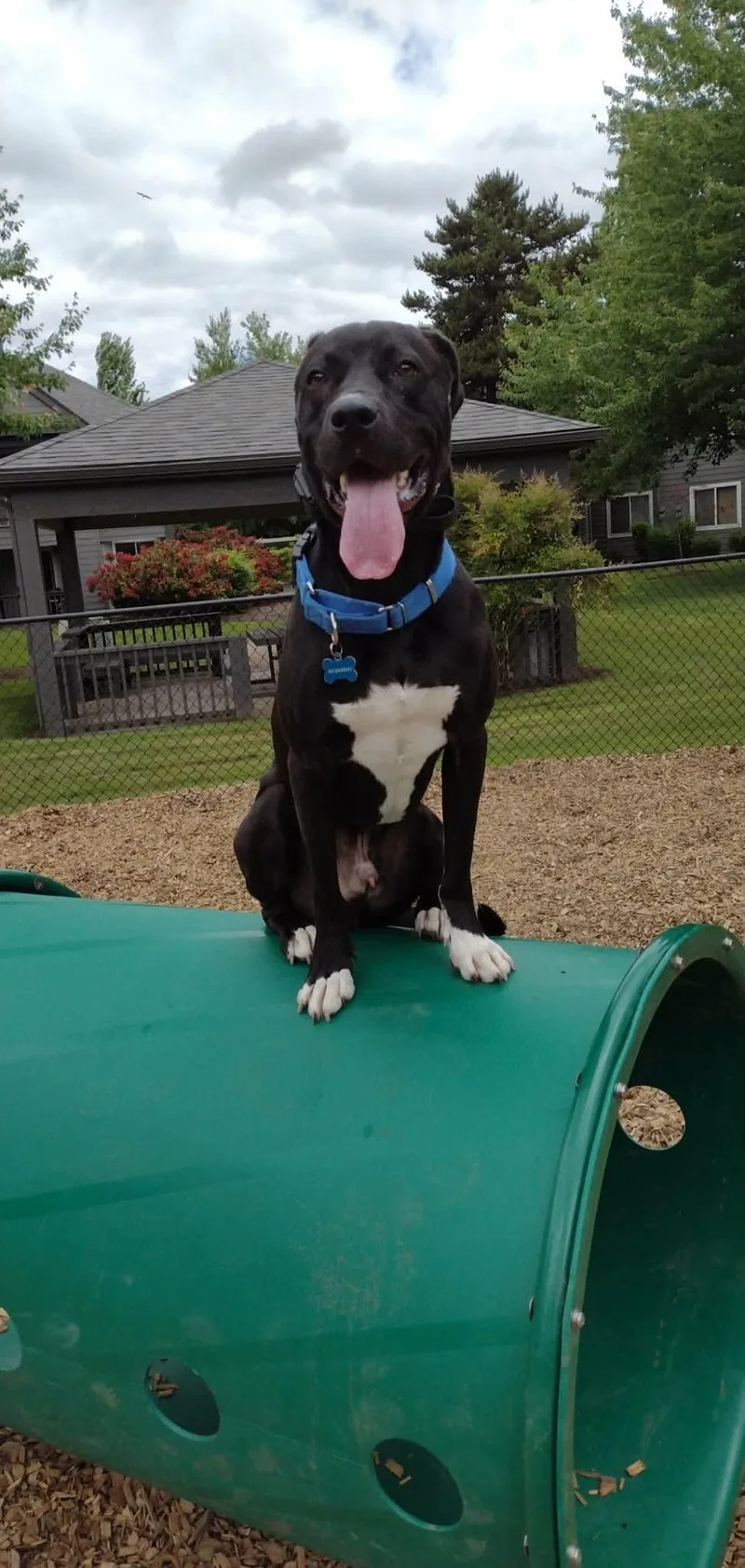 An adult large-sized male Pit Bull Terrier dog named Bash for adoption in Eugene, OR