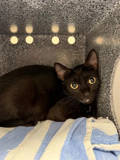 A young medium-sized female Domestic Short Hair cat named Tina for adoption in Naples, FL