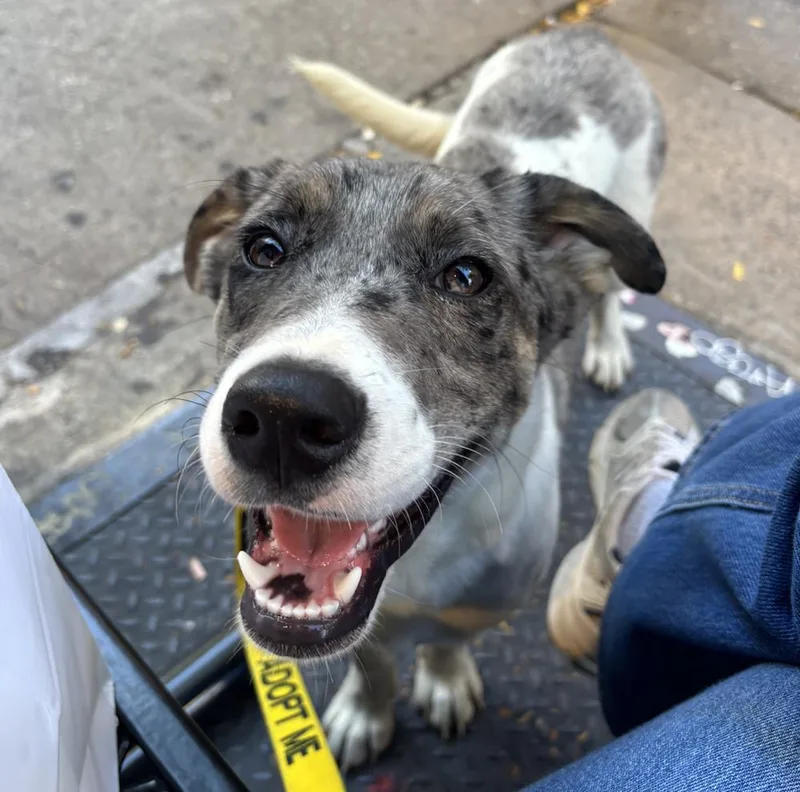 A baby medium-sized male Australian Shepherd dog named Buster for adoption in Manhattan, NY