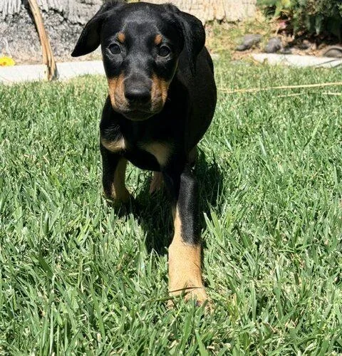 A baby medium-sized male Doberman Pinscher dog named Baloo for adoption in Henderson, NV