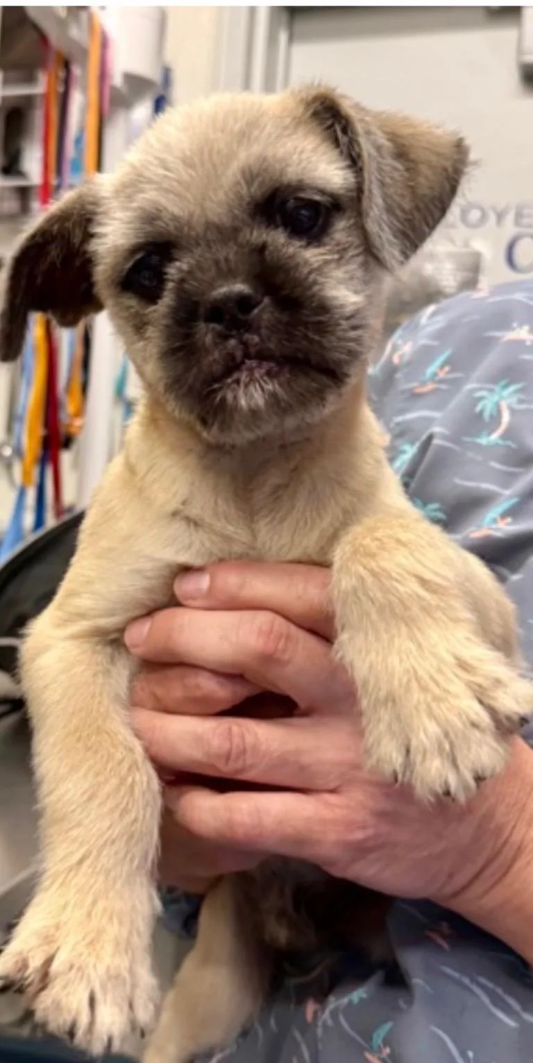 A baby small-sized male Pug dog named Carrie Oke for adoption in Armada, MI