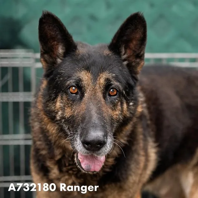 An adult large-sized male German Shepherd Dog dog named Ranger for adoption in Sacramento, CA