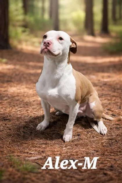 An adult medium-sized male American Bulldog dog named Alex for adoption in Guntersville, AL