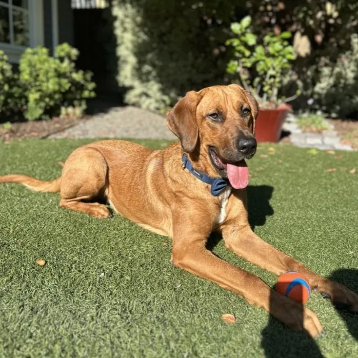 An adult large-sized male Hound dog named Lyle Lovett for adoption in San Francisco, CA
