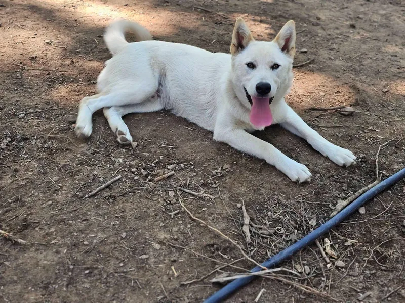 A young medium-sized male Apricot / Beige Husky dog named Nanook for adoption in Fort Payne, AL