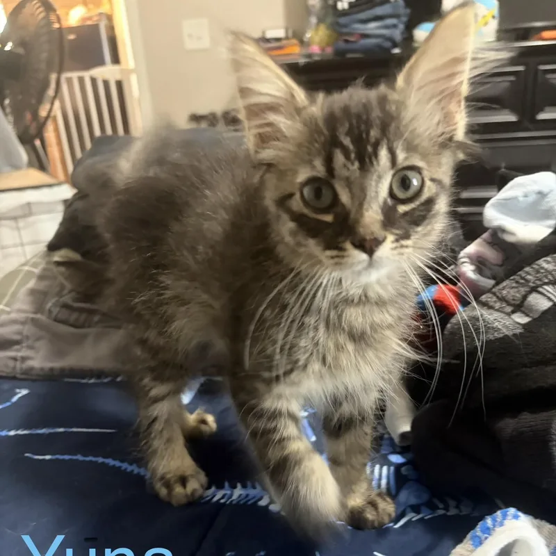 Yuna thumbnail 2