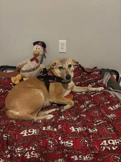 An adult medium-sized female Beige Mixed Breed dog named Chikki for adoption