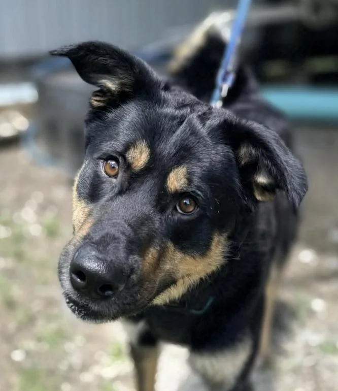 An adult large-sized male Tricolor (Brown, Black, & White) Shepherd dog named Ryder Ravishing for adoption in Andover, MA