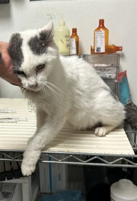 An adult medium-sized male Domestic Short Hair cat named Snake for adoption in Bakersfield, CA