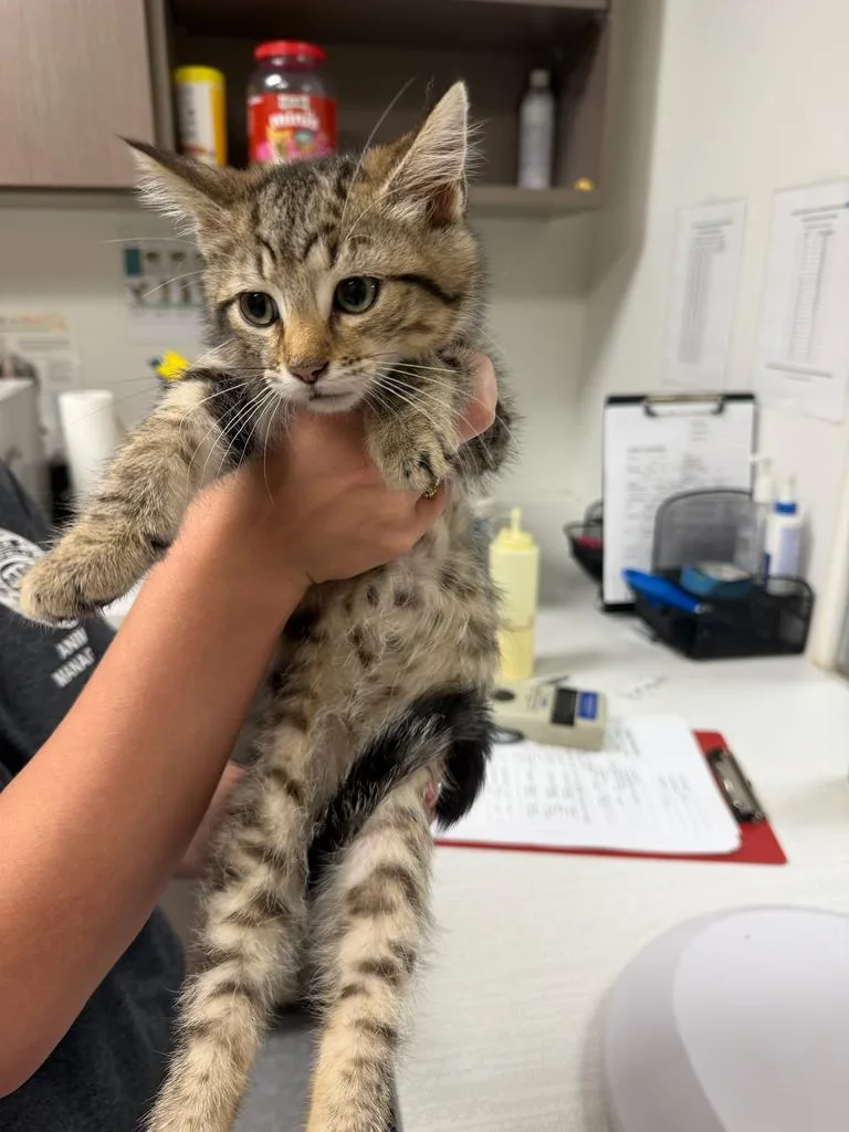 A baby small-sized male Domestic Medium Hair cat named Chess for adoption in Greenfield, IN