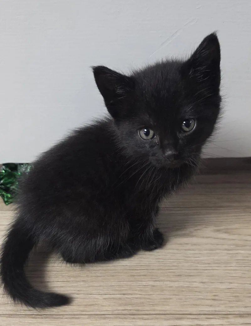 A baby medium-sized female Black Domestic Short Hair cat named Blinky for adoption in Campbell, CA
