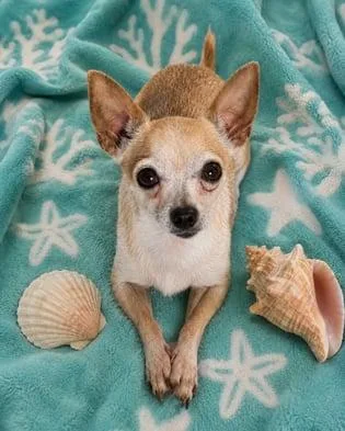 An adult small-sized male Chihuahua dog named T.j for adoption in Sanford, FL