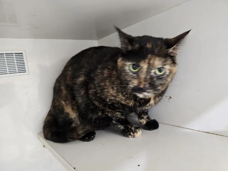A baby large-sized female Domestic Short Hair cat named Selena for adoption in Bossier City, LA