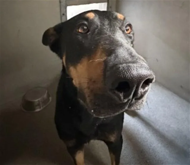 An adult extra large-sized male Doberman Pinscher dog named Miles for adoption in San Bernardino, CA