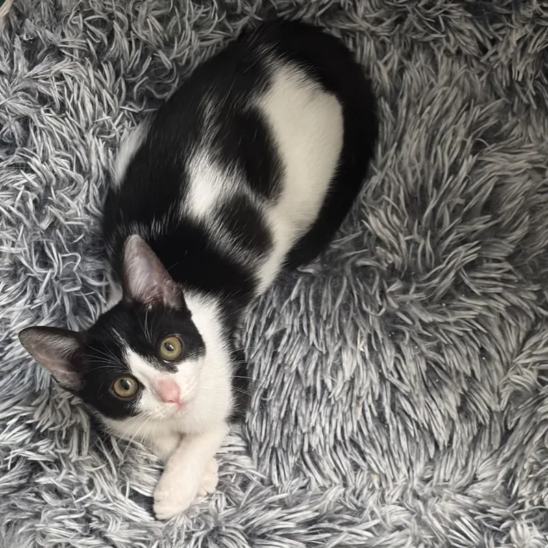 A baby small-sized female White Domestic Short Hair cat named Marnie for adoption in Long Beach, CA