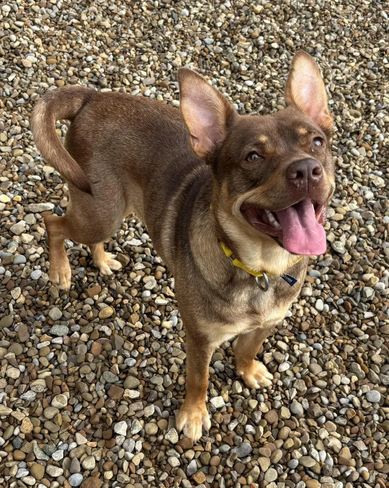 A young medium-sized female Terrier dog named Zelda for adoption in Ashland, OH