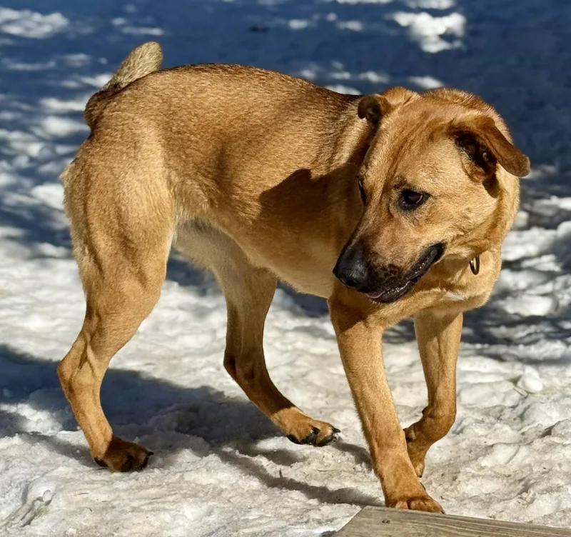 Zess Is In Maine thumbnail 4