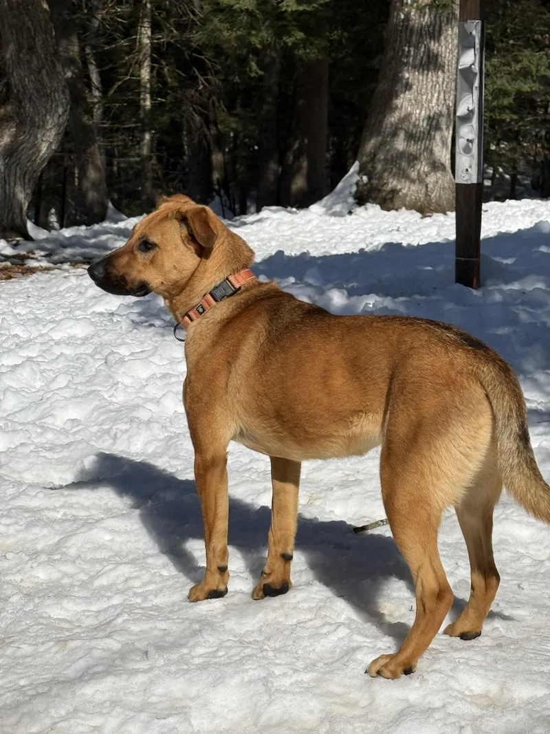 Zess Is In Maine thumbnail 5