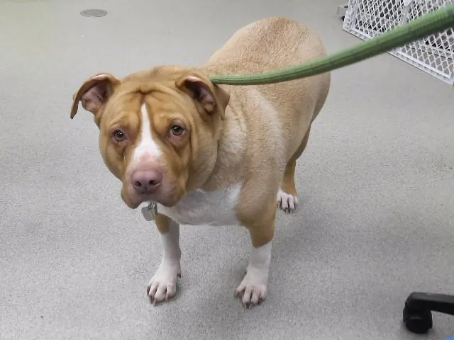 An adult medium-sized male Labrador Retriever dog named Bruno for adoption in Omaha, NE