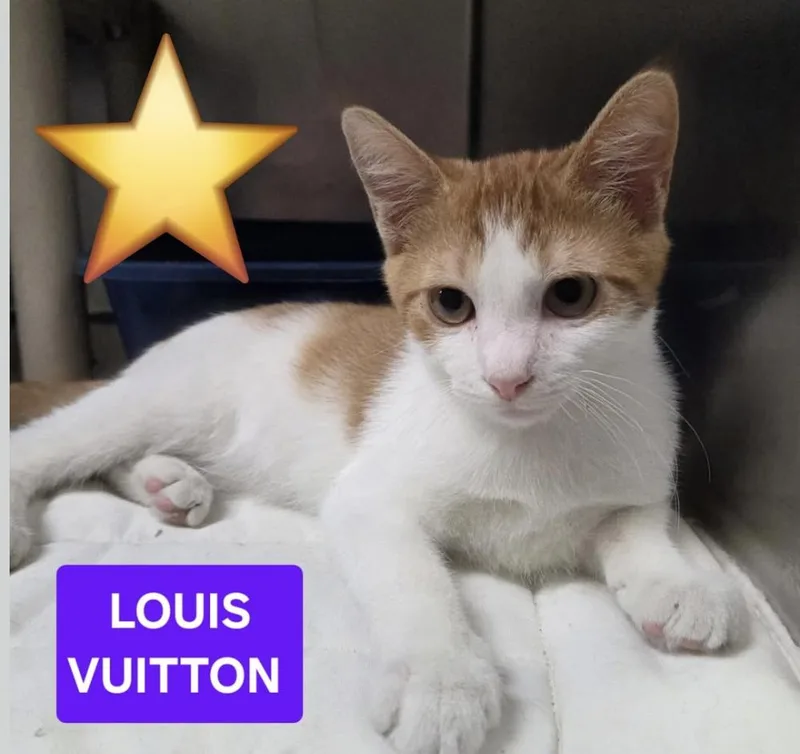 A baby medium-sized male Orange & White Domestic Short Hair cat named Louis Vuitton for adoption in Wantagh, NY