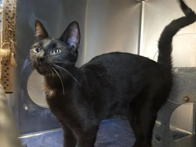 A young medium-sized female Domestic Short Hair cat named Auburn for adoption in Martinez, CA