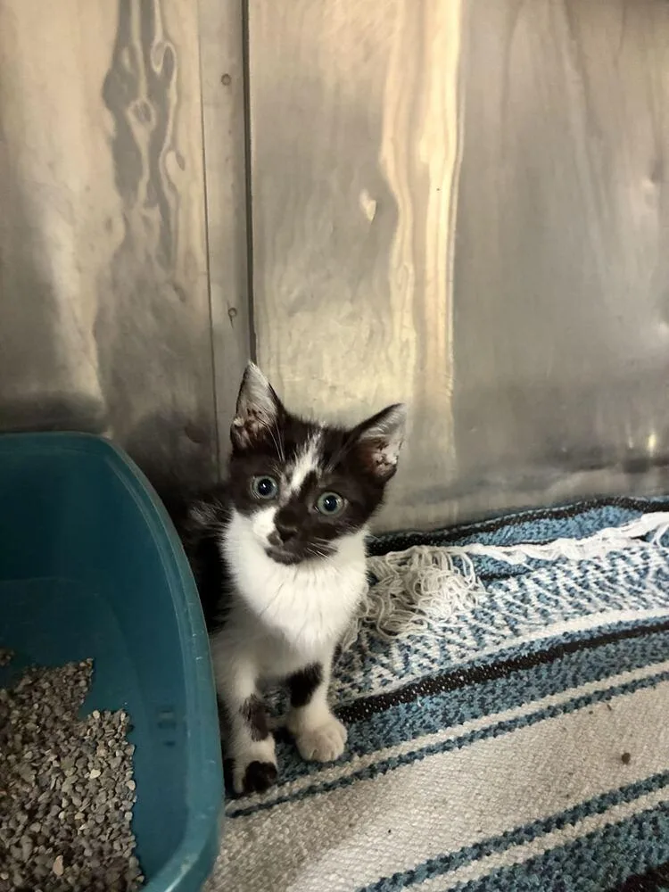 A baby small-sized female Domestic Short Hair cat named Mya for adoption in Marietta, GA