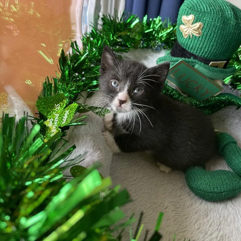 A baby small-sized female Black Domestic Short Hair cat named Feyre for adoption in Long Beach, CA