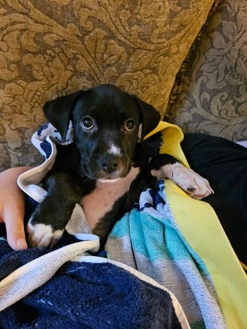 A baby medium-sized male Black Labrador Retriever dog named Chase for adoption in Bethlehem, PA