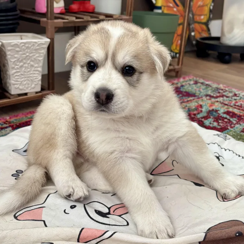 A baby large-sized male White / Cream Great Pyrenees dog named Moses for adoption in Bulverde, TX
