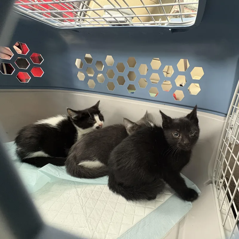 A baby small-sized male Gray & White Tuxedo cat named Soup for adoption in Wanaque, NJ