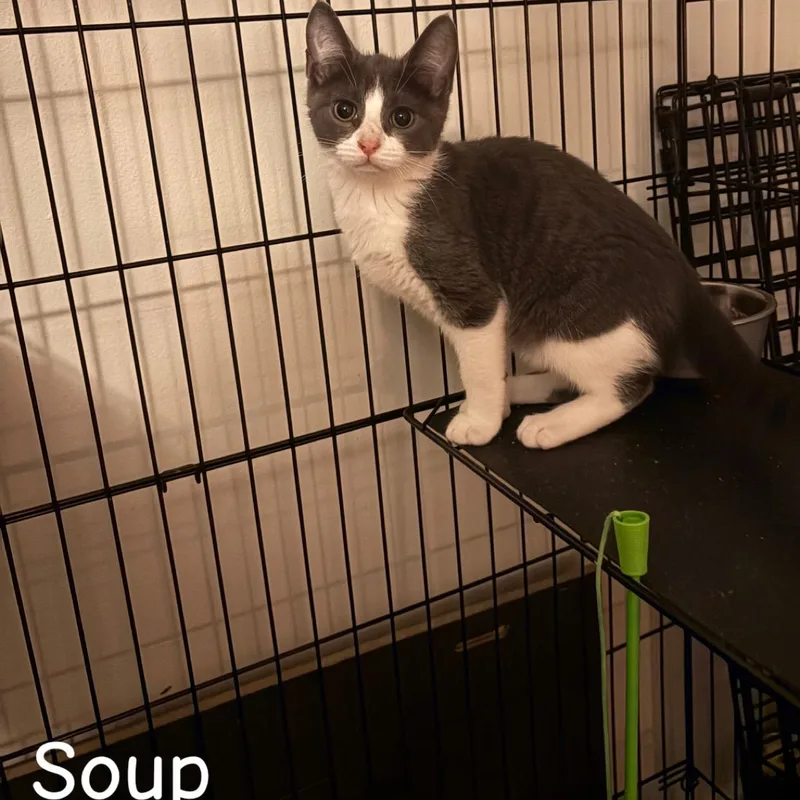 Soup thumbnail 2