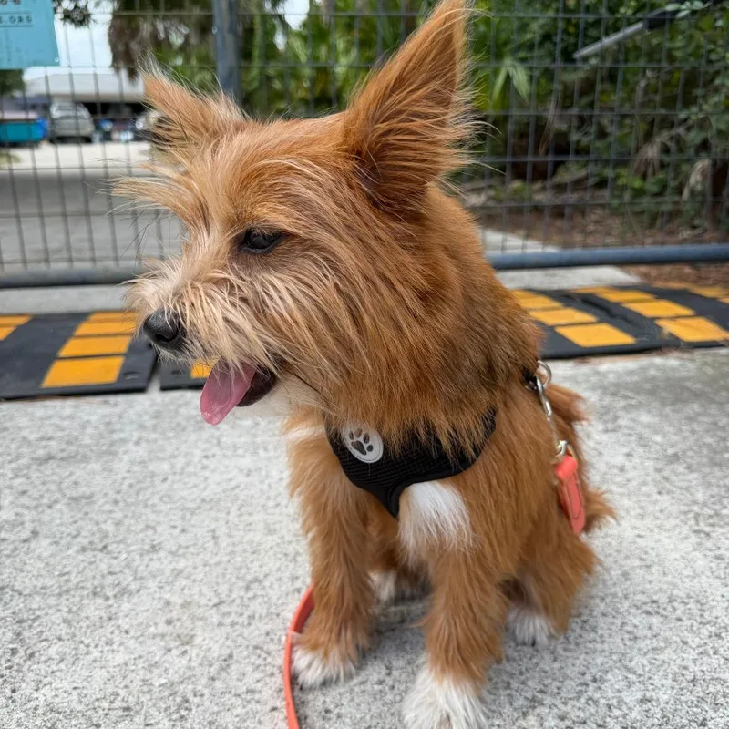 A baby small-sized male Red / Chestnut / Orange Cairn Terrier dog named Scout for adoption in North Port, FL