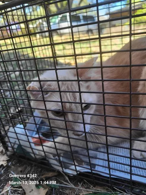 An adult medium-sized female Domestic Short Hair cat named Naomi for adoption in San Antonio, TX