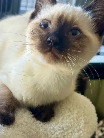 A baby medium-sized male Siamese cat named Apollo for adoption in Davis, CA