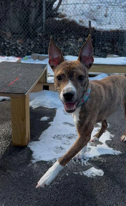 An adult medium-sized female Mixed Breed dog named Amelia for adoption in Chicago, IL
