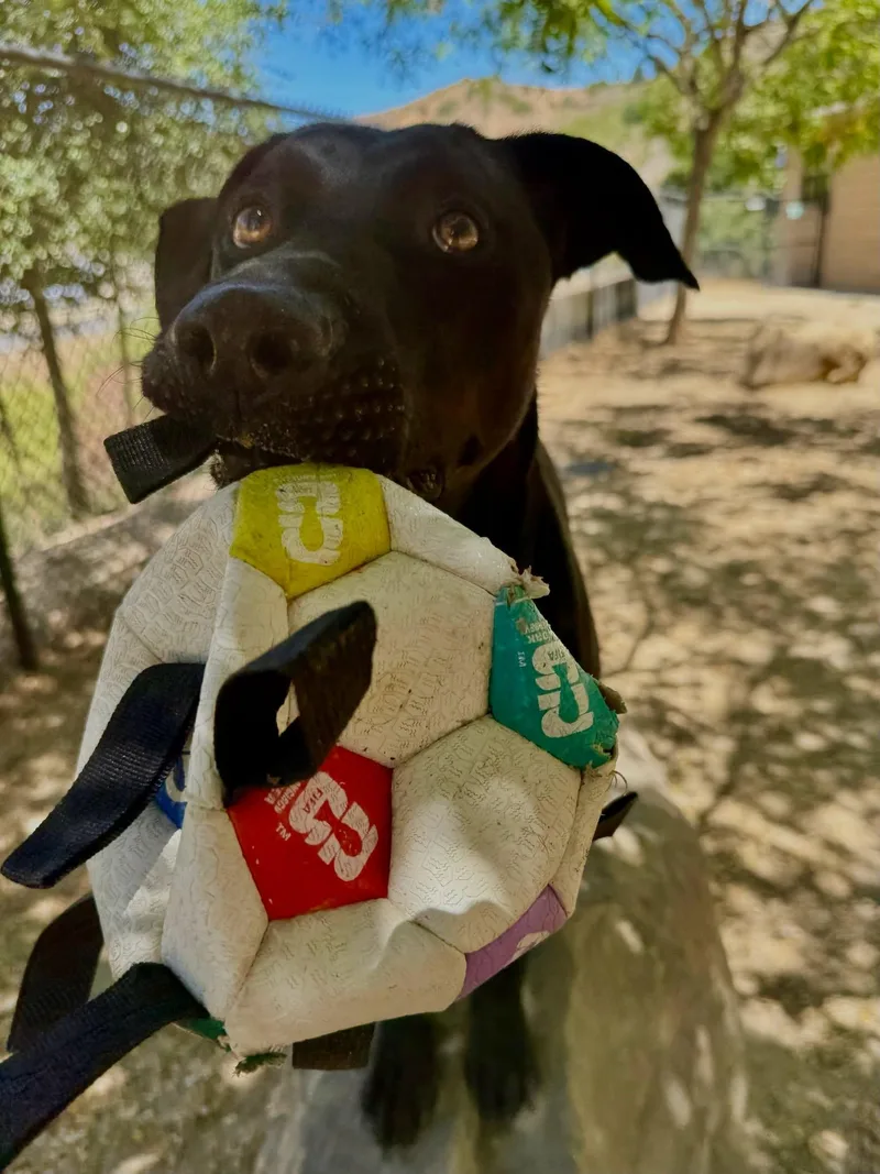 A young medium-sized male Black Labrador Retriever dog named Sylvester for adoption in Santa Paula, CA