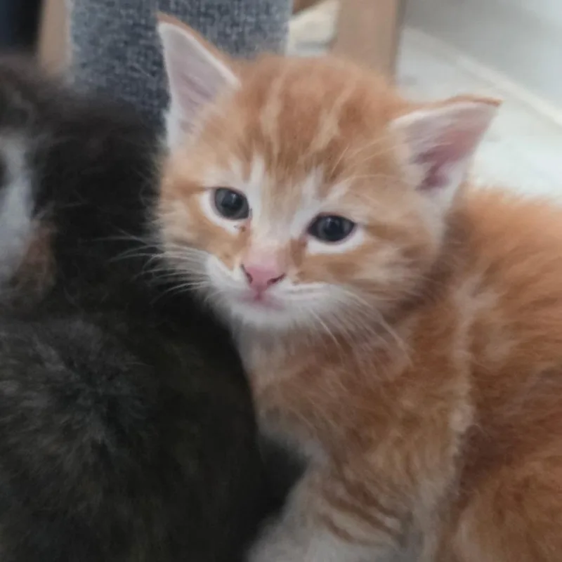 A baby small-sized male Orange / Red Domestic Short Hair cat named Mia  Maverick for adoption in Othello, WA