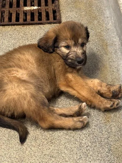 A baby medium-sized female Golden Retriever dog named Molly for adoption in Huntsville, AL