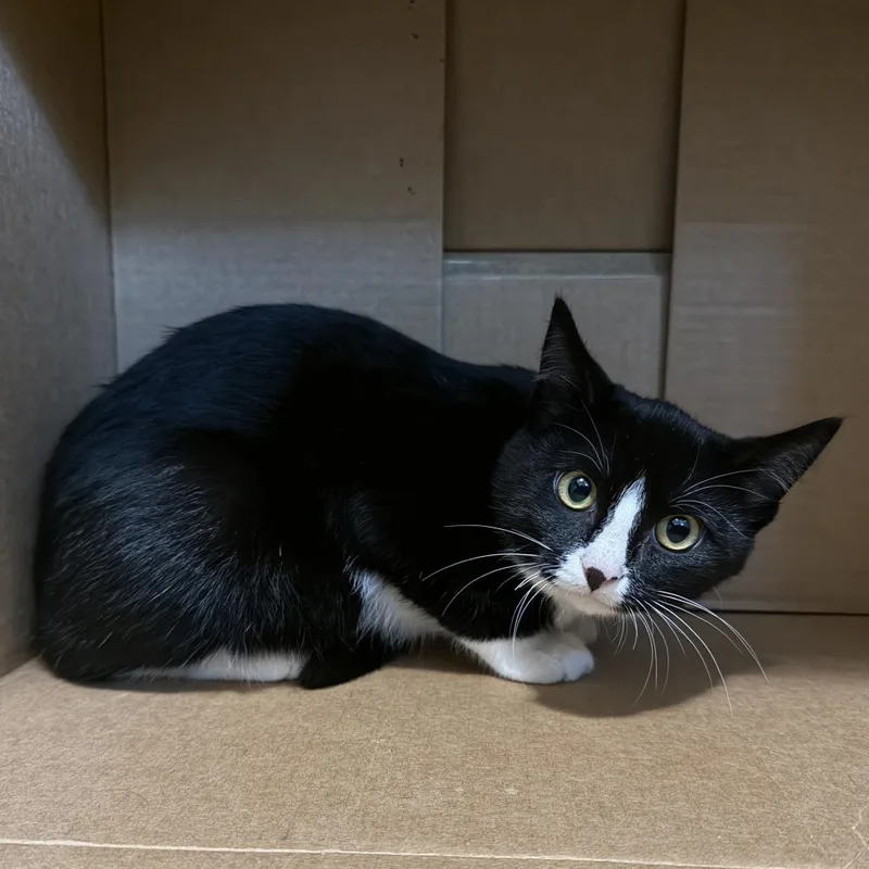A baby small-sized female Black Domestic Short Hair cat named Artemis C for adoption in Princeton, MN