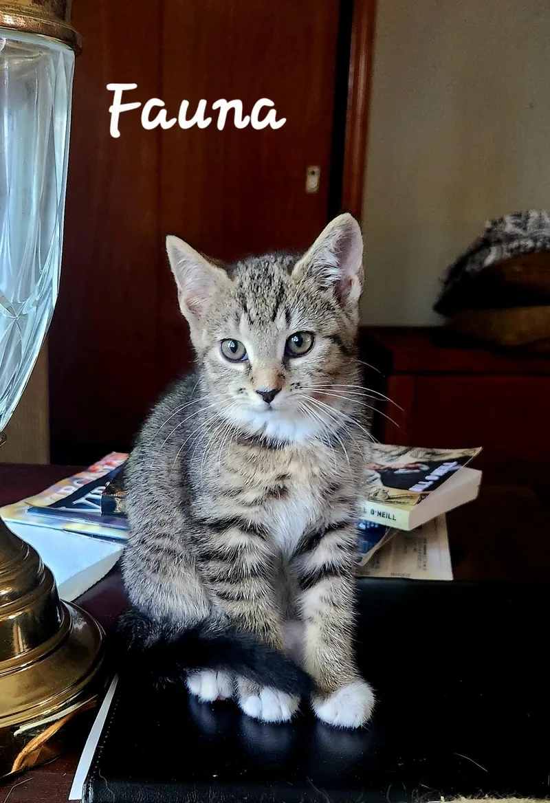 A baby medium-sized female Tabby (Gray / Blue / Silver) Domestic Short Hair cat named Fauna for adoption in Radford, VA