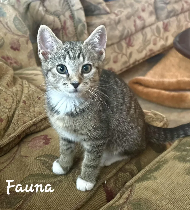 Fauna thumbnail 3