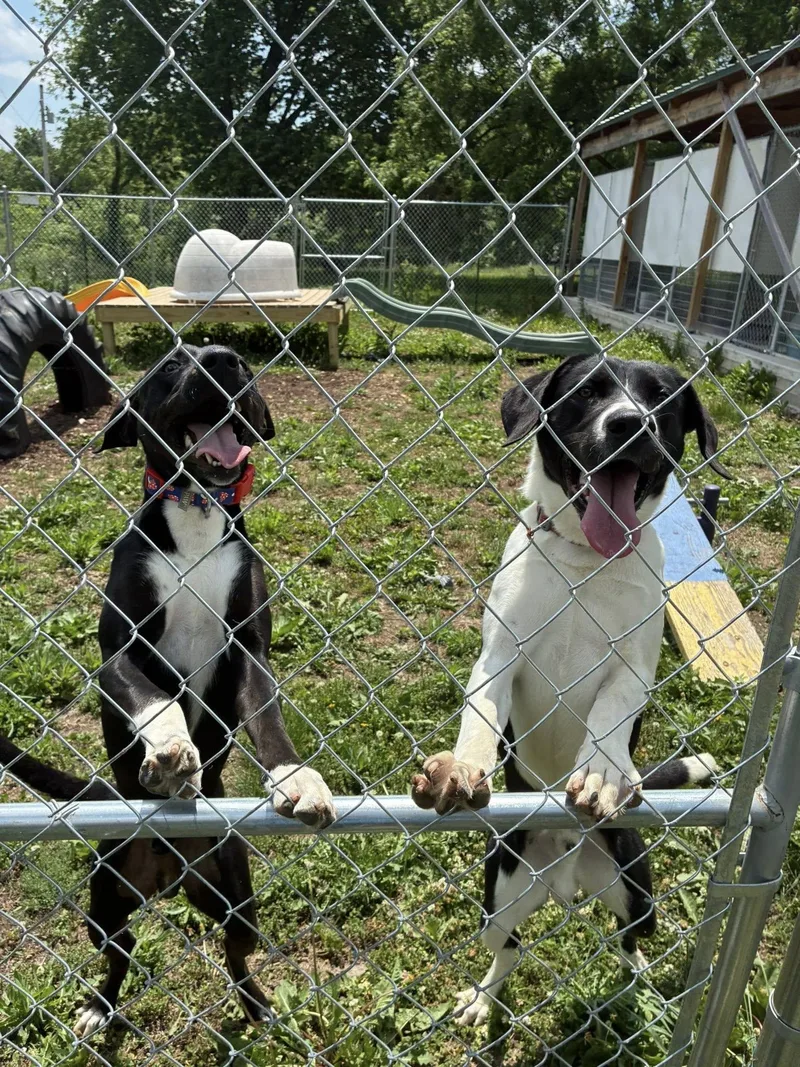 A young large-sized male Black Labrador Retriever dog named Huxley for adoption in Manhattan, KS