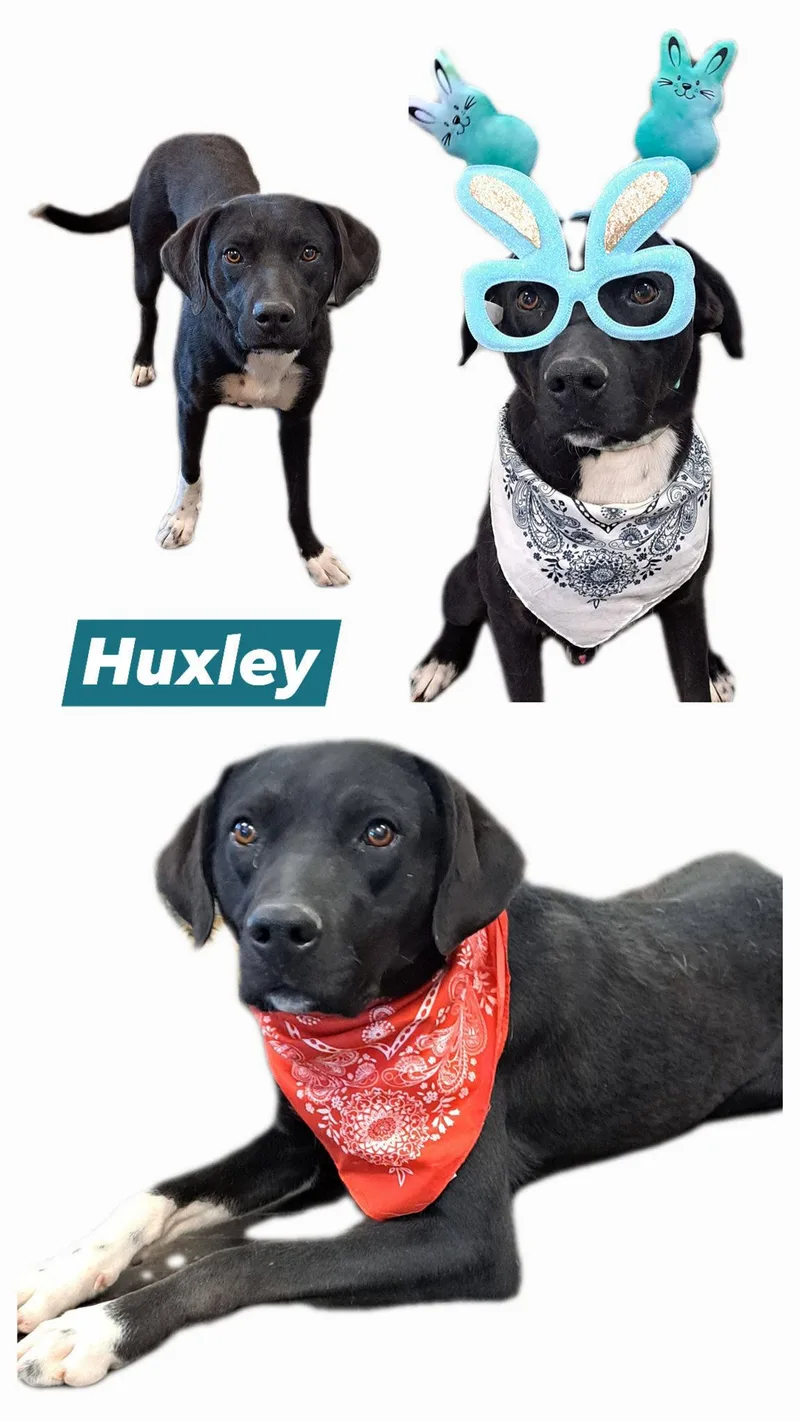 Huxley thumbnail 2