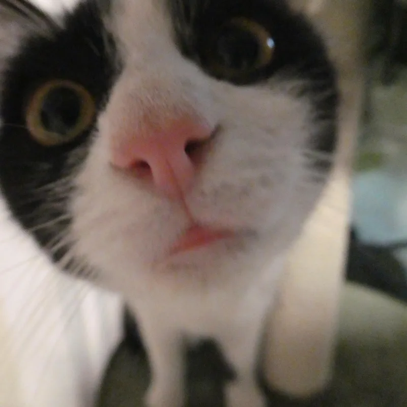 A young medium-sized male Black & White / Tuxedo Domestic Short Hair cat named Asher for adoption in Mount Sterling, KY