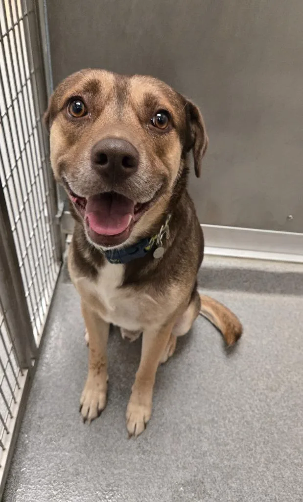 A young large-sized male Pit Bull Terrier dog named Max Yrly for adoption in Sidney, OH